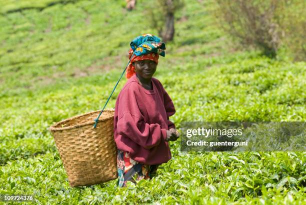 jovem fêmea teapicker em ruanda - rwanda - fotografias e filmes do acervo