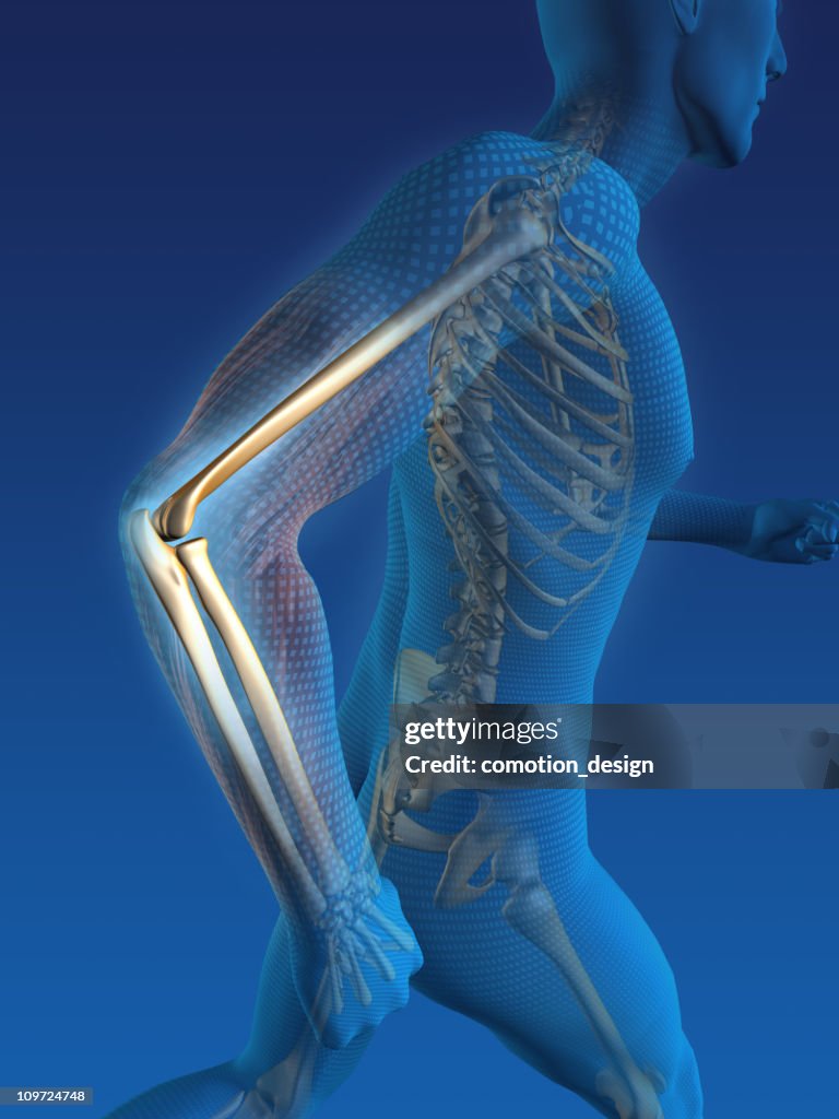 Human skeleton in body while running
