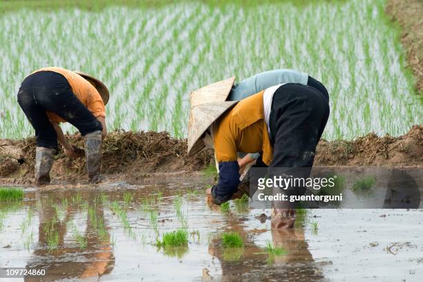 female workers planting rice - tribal head gear in china stock pictures, royalty-free photos & images