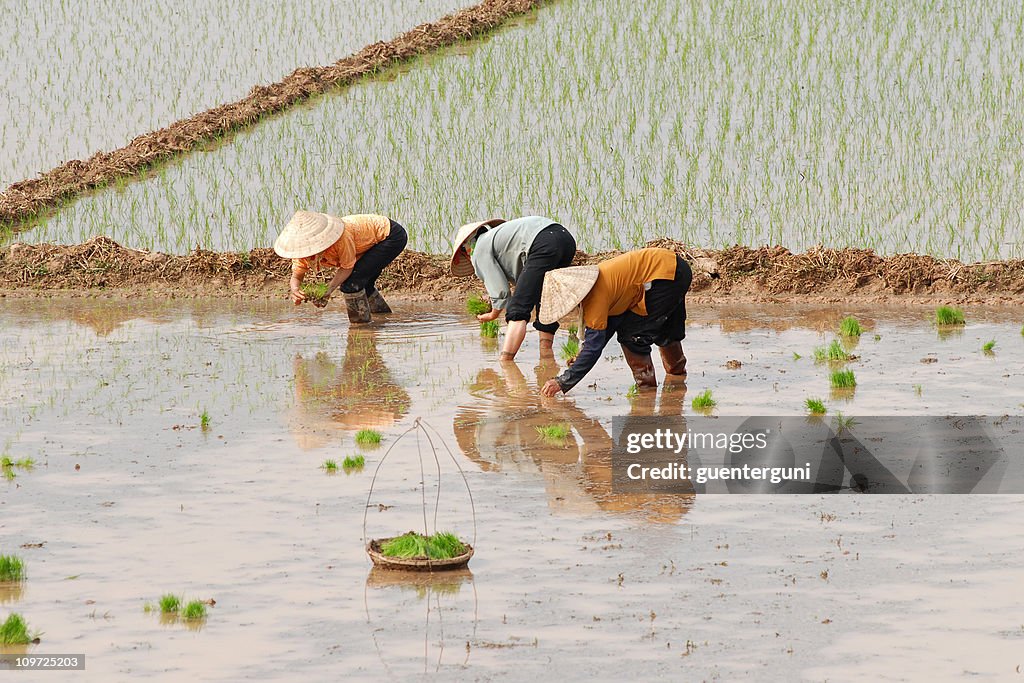 Weibliche Arbeitnehmer Pflanzen Reis in Vietnam