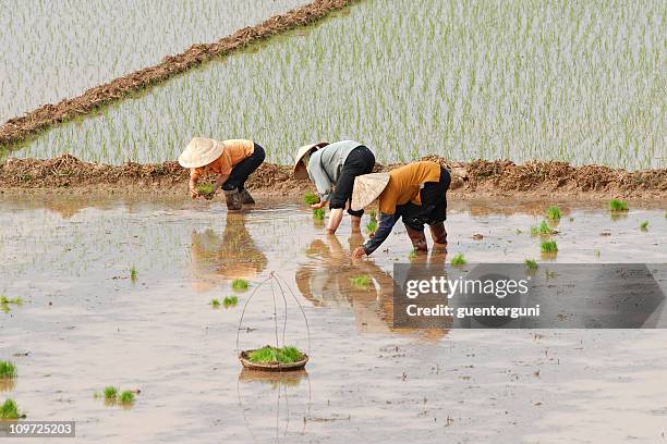 les femmes de planter du riz au vietnam - cambodge photos et images de collection