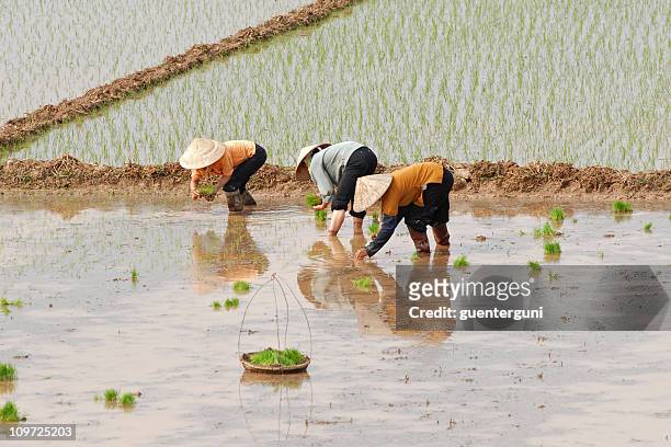 female workers planting rice in vietnam - rice paddy stock pictures, royalty-free photos & images