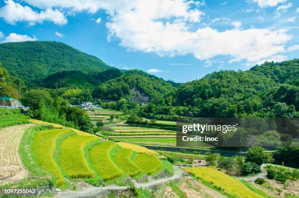 terraced rice field in shodoshima - rice terrace 個照片及圖片檔
