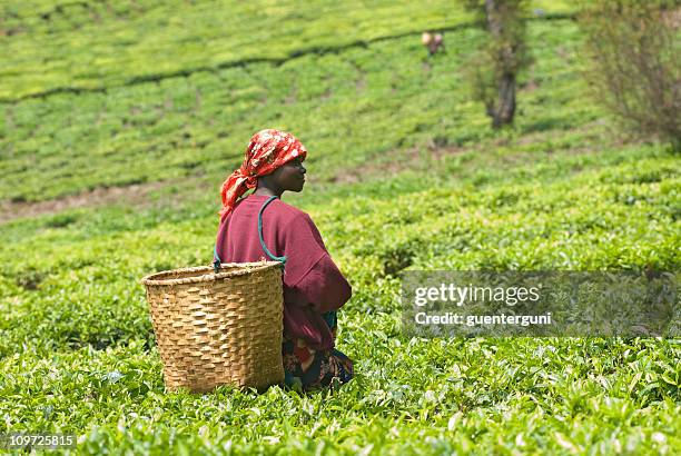 young female teapicker in rwanda - rwanda 個照片及圖片檔