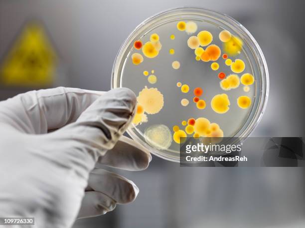 gloved hand holding petri dish with bacteria culture - petri dish stock pictures, royalty-free photos & images