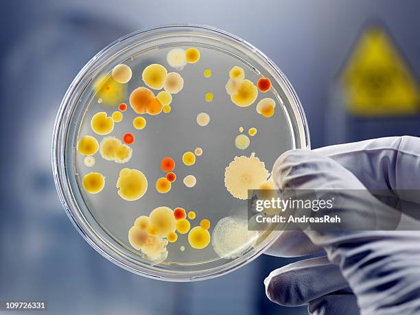 mano guantata con piastra petri con batteri cultura - microbiologia foto e immagini stock