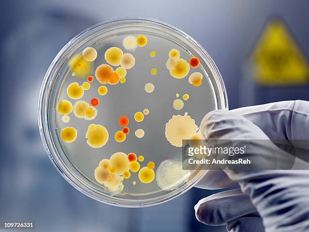 gloved hand holding petri dish with bacteria culture - cultures stock pictures, royalty-free photos & images