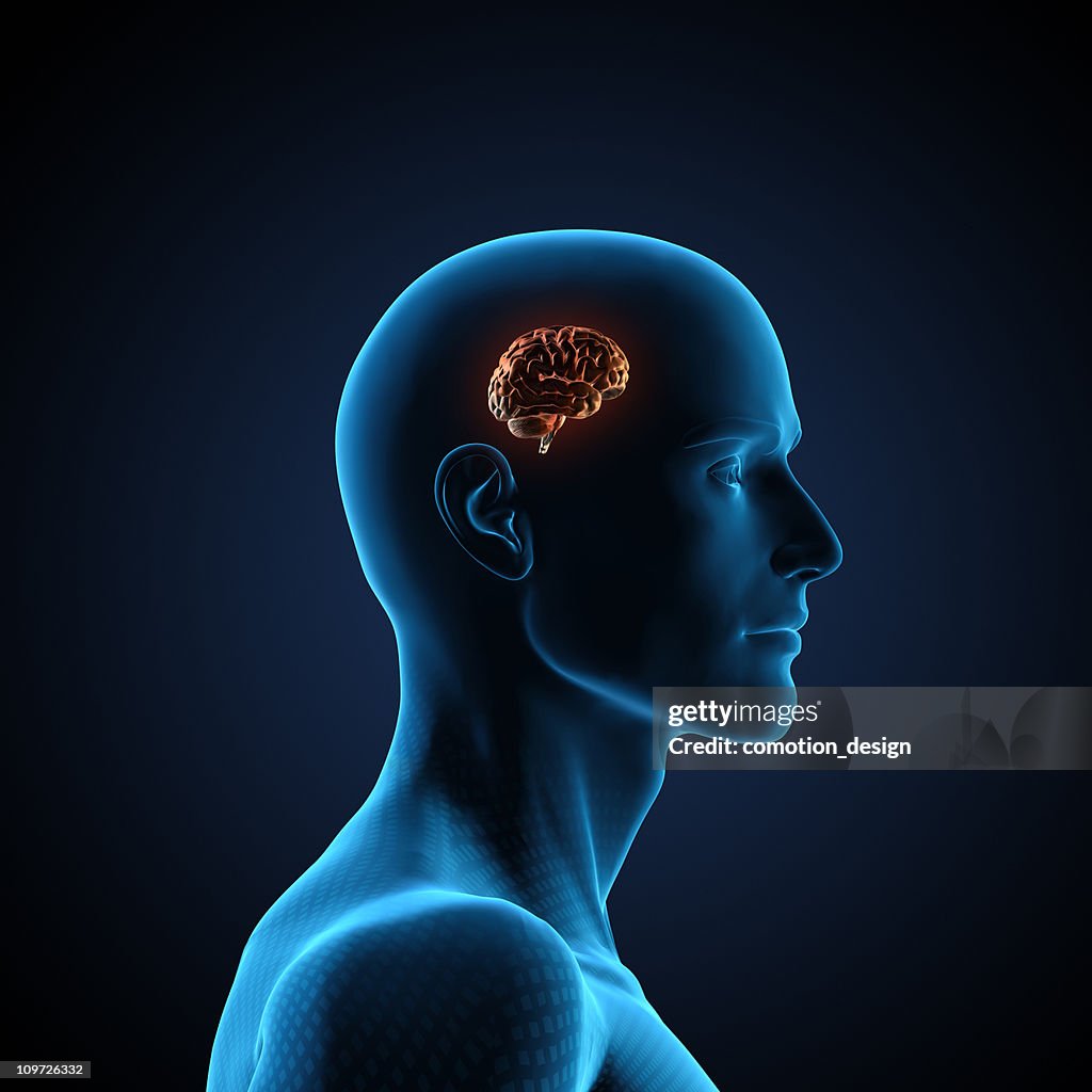 Human Brain