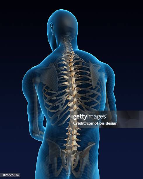 espalda humana - esqueleto humano fotografías e imágenes de stock