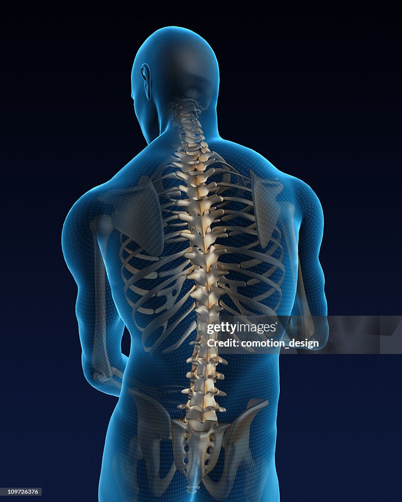 Human back