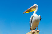 Great white pelican on the field against the blue sky.