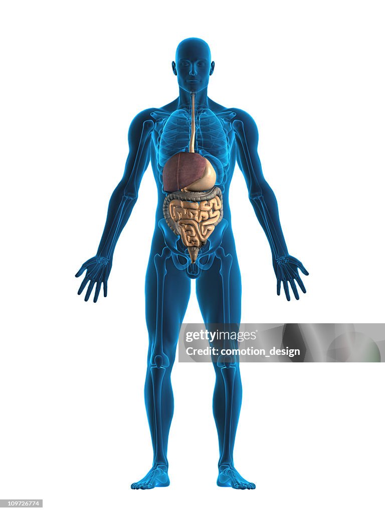 Digestive system