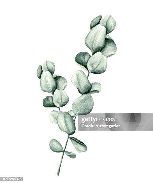 aquarell eukalyptus-blätter - flower on white background stock-grafiken, -clipart, -cartoons und -symbole