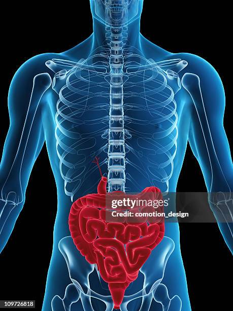 human digestive system - human skeletal system stockfoto's en -beelden