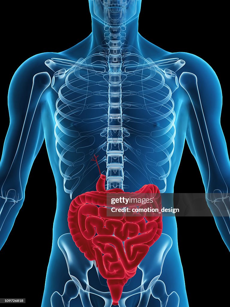 Human digestive system