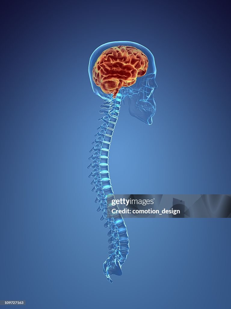 X-ray of human head and spine