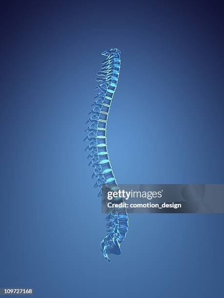 columna vertebral humana - columna vertebral fotografías e imágenes de stock