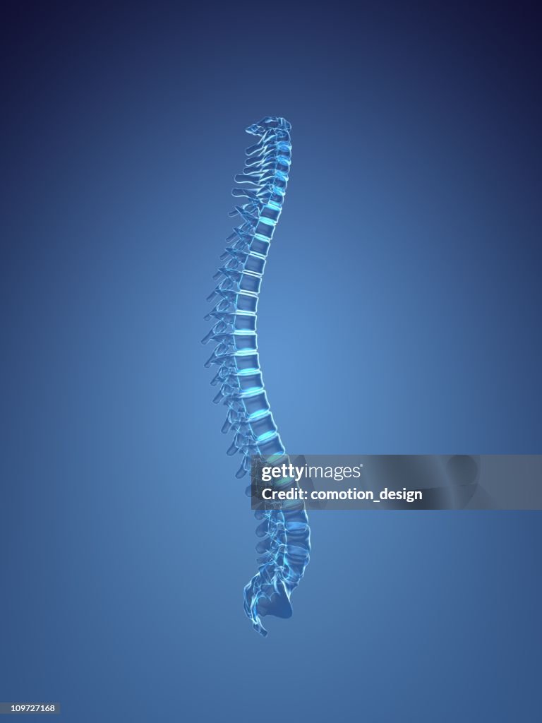 Human spine