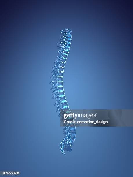 espinha dorsal - human vertebra - fotografias e filmes do acervo