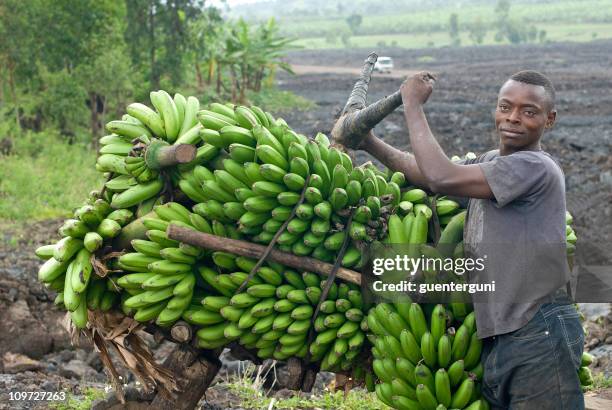 jeune homme avec un lourd de bananes, eastern congo - goma photos et images de collection