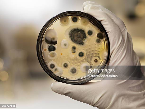 mildew culture on agar plate, laboratory scene - aspergillus stockfoto's en -beelden