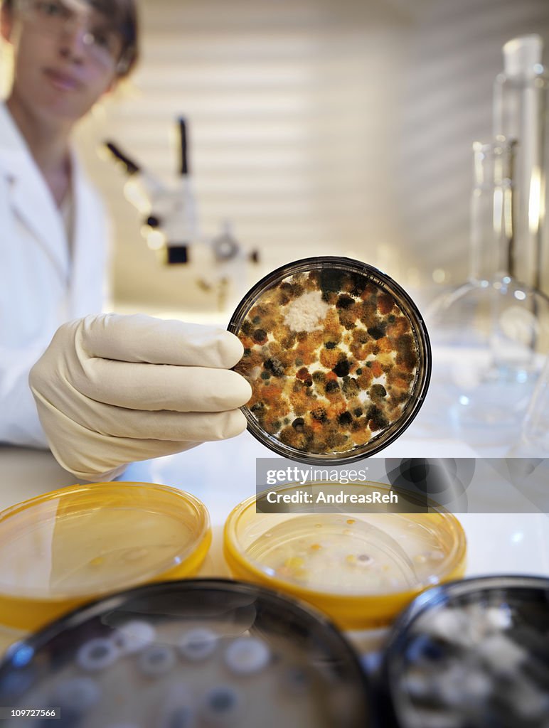 Analyzing mold culture on agar jelly, laboratory scene