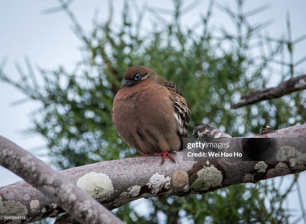 Galapagos Dove