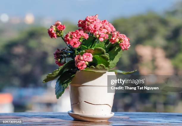 flaming katy on pot - kalanchoe stock pictures, royalty-free photos & images