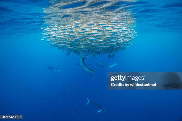 large number of striped marlin working as a team hunting sardines, magdalena bay, baja california sur. - sailfish stock pictures, royalty-free photos & images