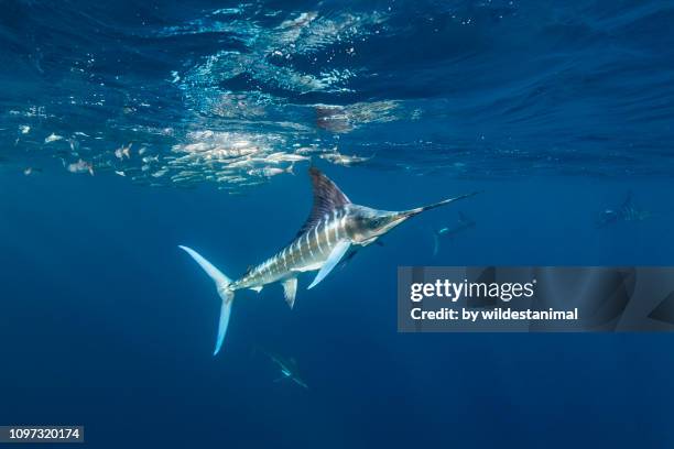 striped marlin and california sea lions feeding on sardines, magdalena bay, baja california sur, mexico. - marlin stockfoto's en -beelden