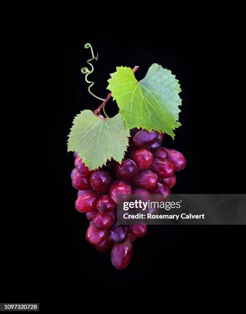 artistically arranged bunch of grapes with leaves on black. - ぶどう ストックフォトと画像