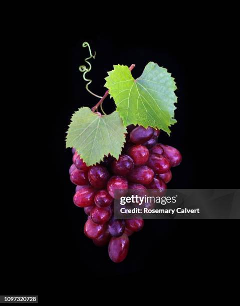 artistically arranged bunch of grapes with leaves on black. - red grapes imagens e fotografias de stock