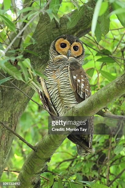 spotted wood owl - singapore botanic gardens foto e immagini stock
