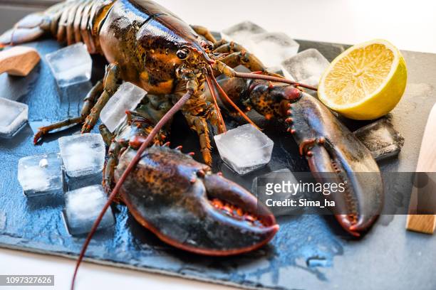 langosta cruda en el hielo en una bandeja de piedra negra - lobster fotografías e imágenes de stock
