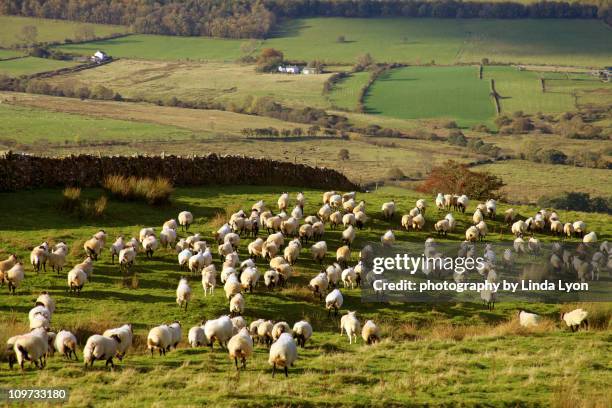 swaledale sheep - kudde schapen stockfoto's en -beelden