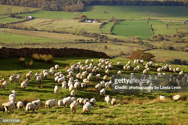 swaledale sheep - flock of sheep stock pictures, royalty-free photos & images