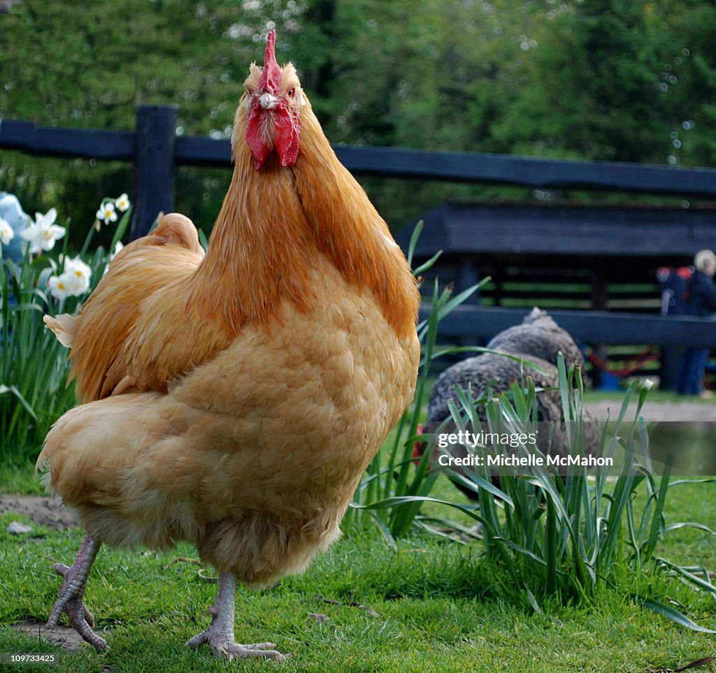 Chicken run