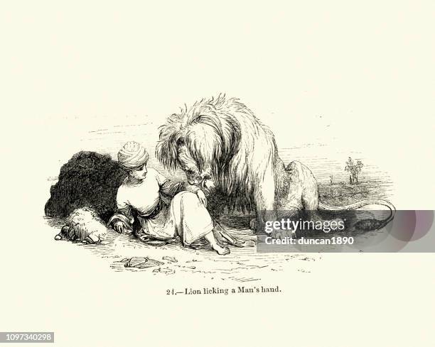 nature, big cats, lion licking a mans hand, 19th century - tame stock illustrations