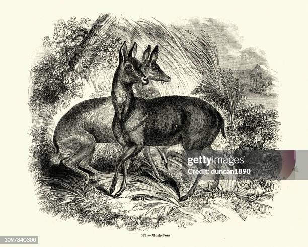 illustrations, cliparts, dessins animés et icônes de nature, chevrotains porte-musc - musc