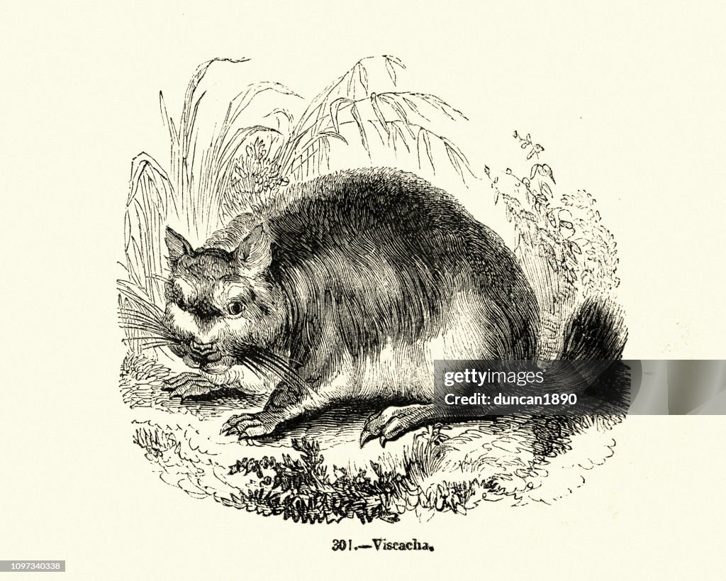 Nature, Rodent, Viscacha