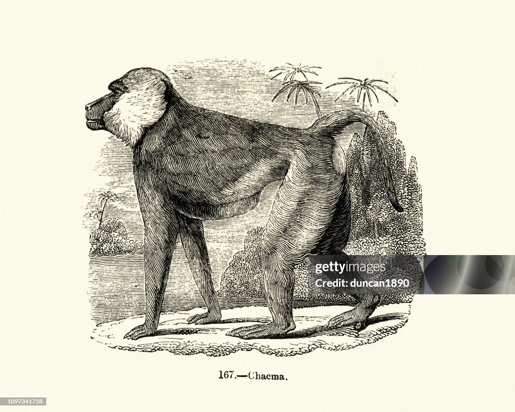 Nature, Monkey, Chacma baboon (Papio ursinus)