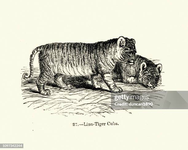 Ligert 31 Hybrid Liger Stock Photos, High-Res Pictures, and Images - Getty Images
