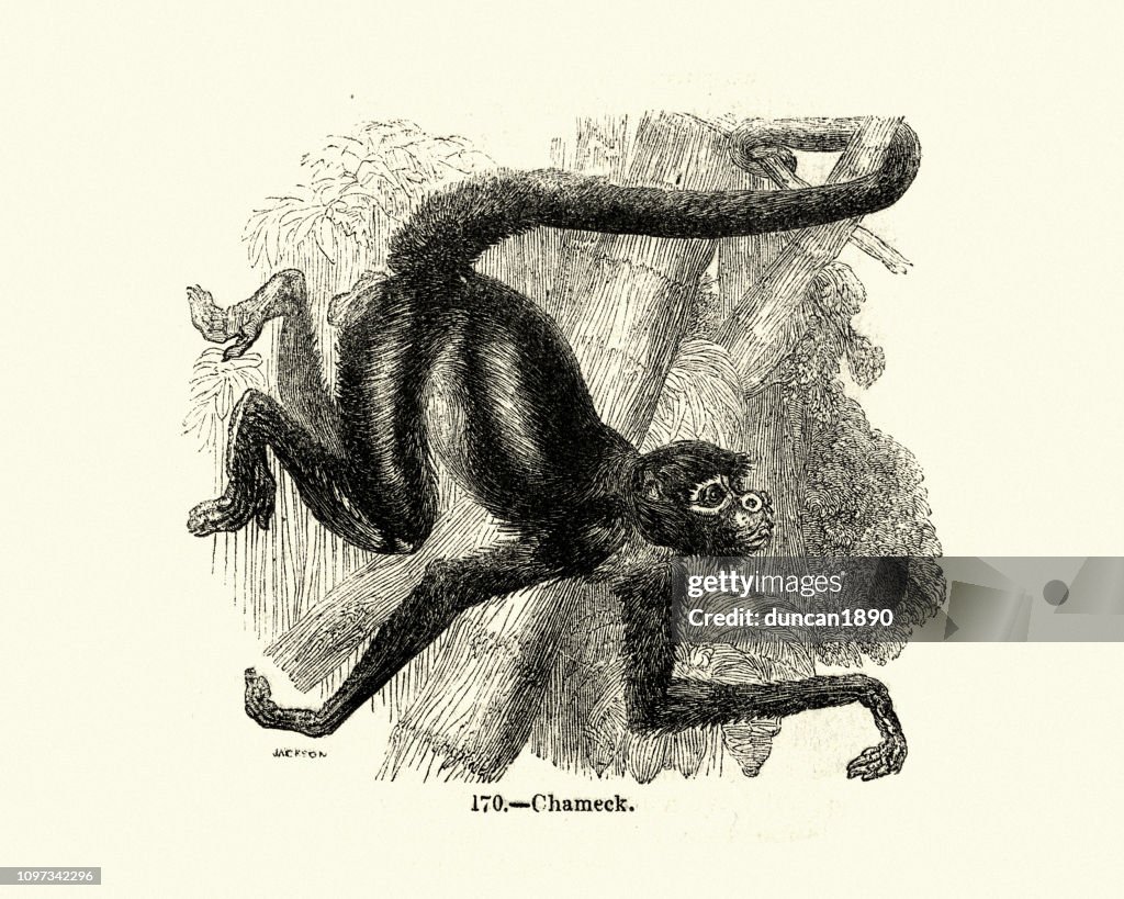 Nature, Monkey, Chameck red-faced spider-monkey