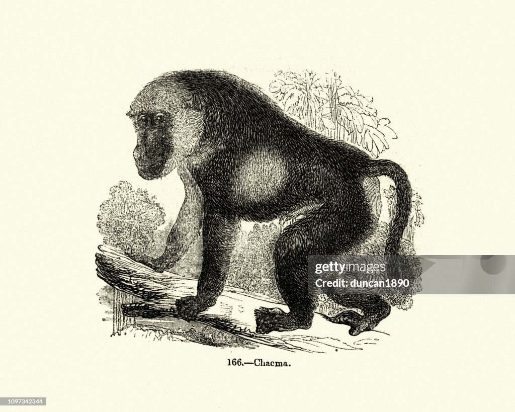 Nature, Monkey, Chacma baboon (Papio ursinus)