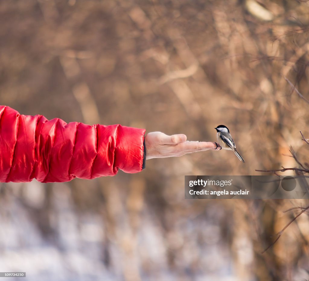 Bird Sanctuary