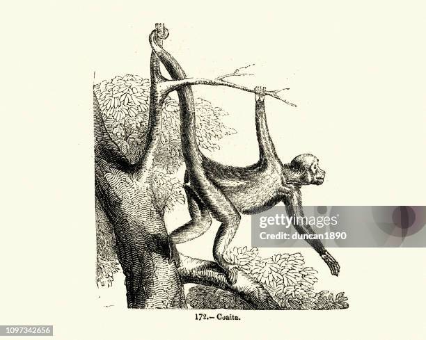 nature, monkey, coaita - spider monkey stock illustrations