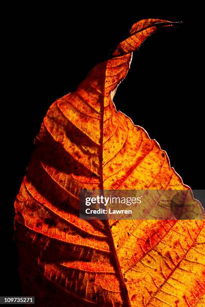 beautiful leaf in winter - bent leaf stock pictures, royalty-free photos & images