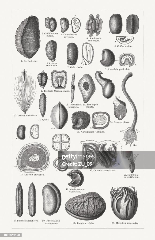 Various forms of plant seeds, wood engravings, published in 1897