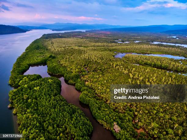 cardamom national park, cambodia - cardamom stock-fotos und bilder