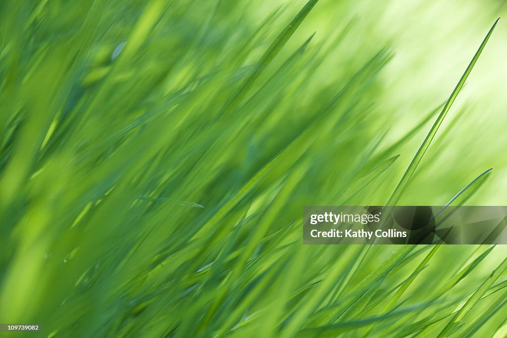 Long swaying sunlit meadow grass
